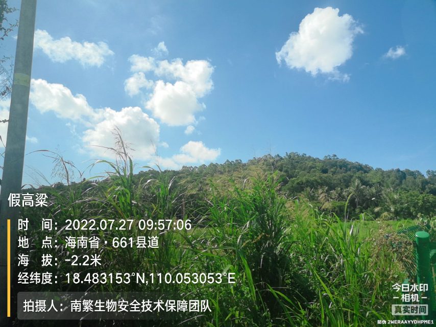 假高粱