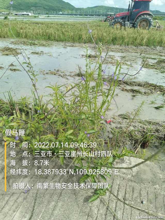 假马鞭