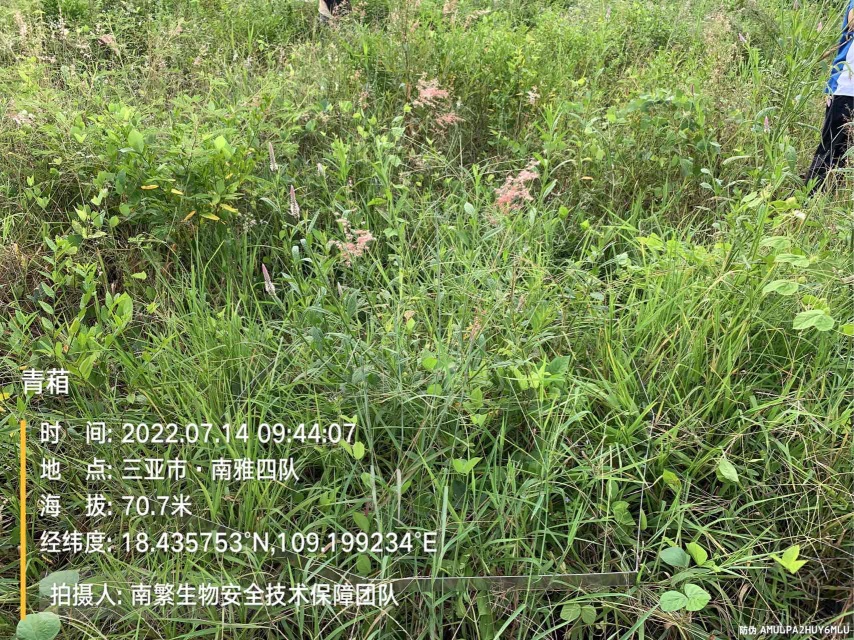 青葙