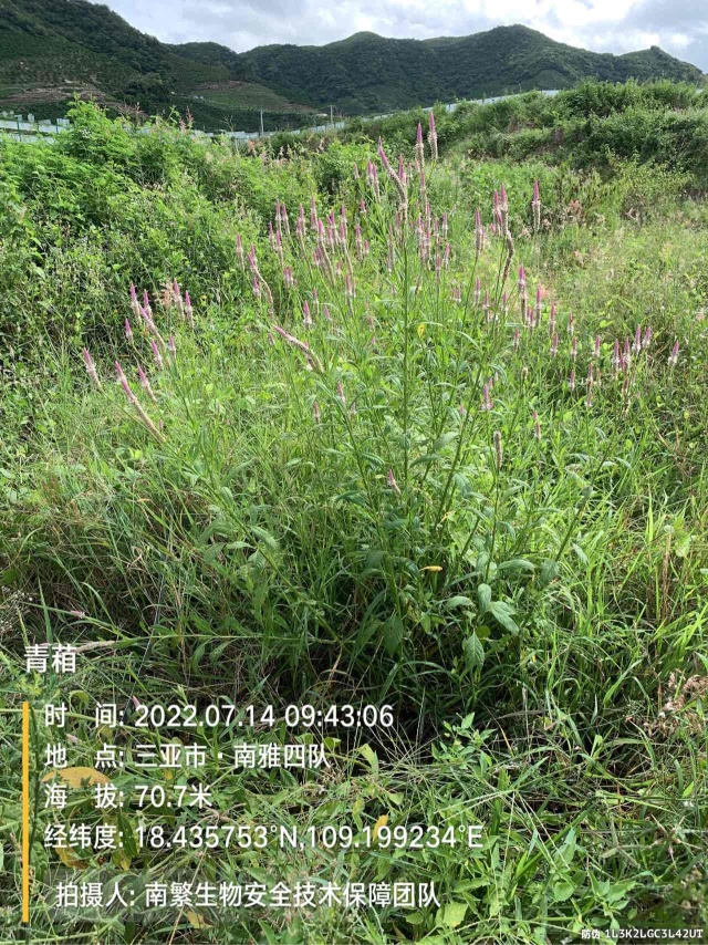 青葙