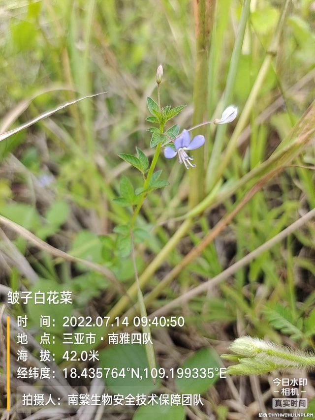 皱子白花菜