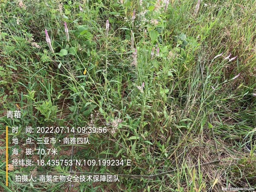 青葙