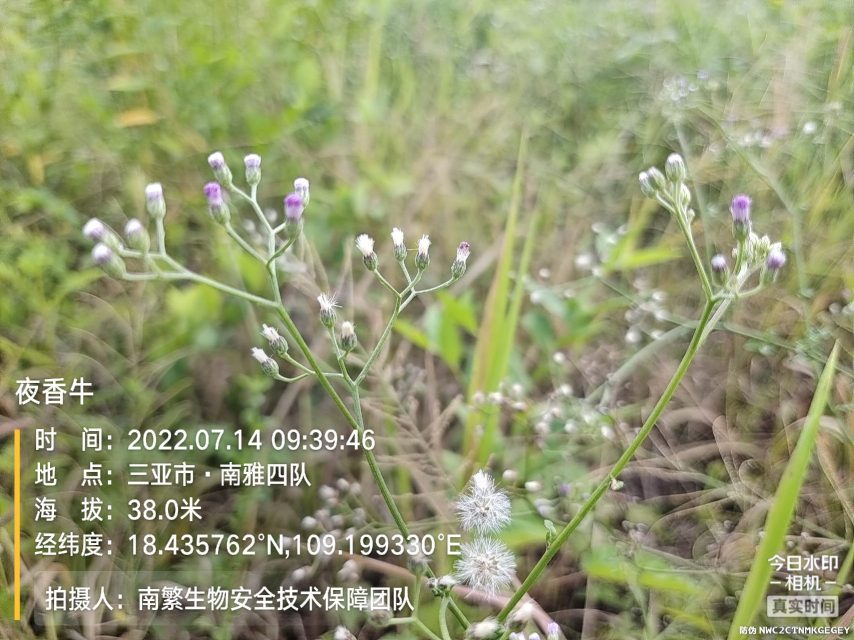 夜香牛