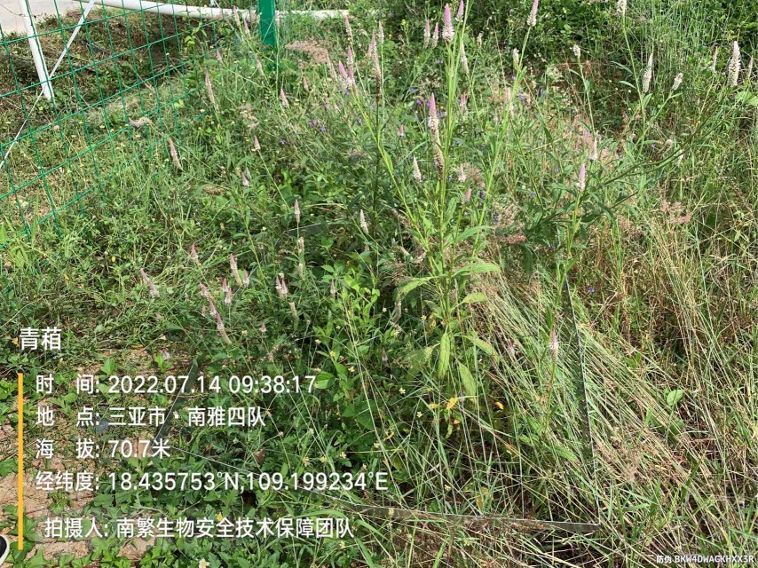 青葙