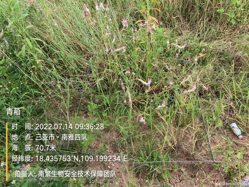 青葙