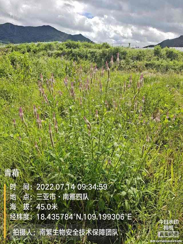 青葙