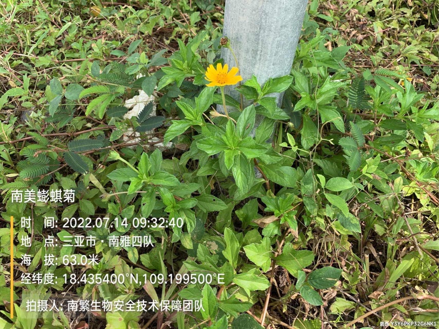 南美蟛蜞菊