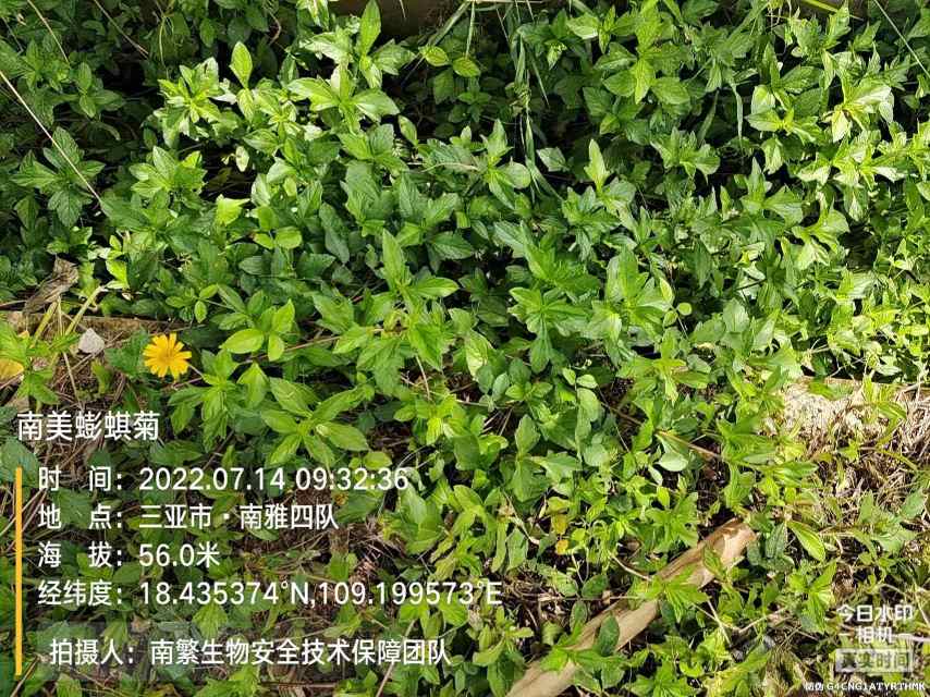 南美蟛蜞菊