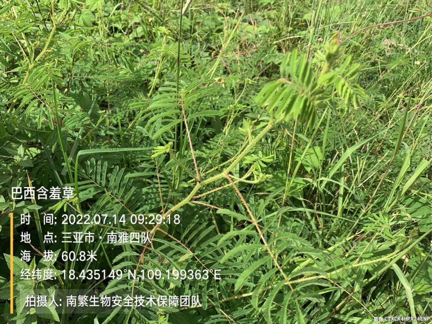 巴西含羞草