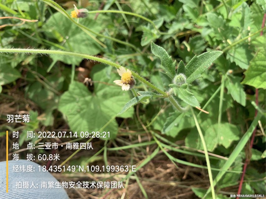 羽芒菊