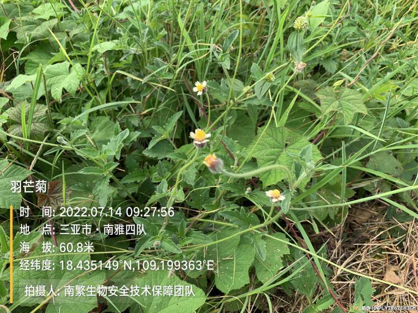 羽芒菊