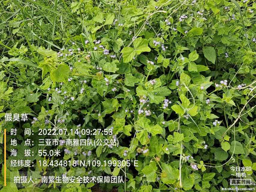 假臭草