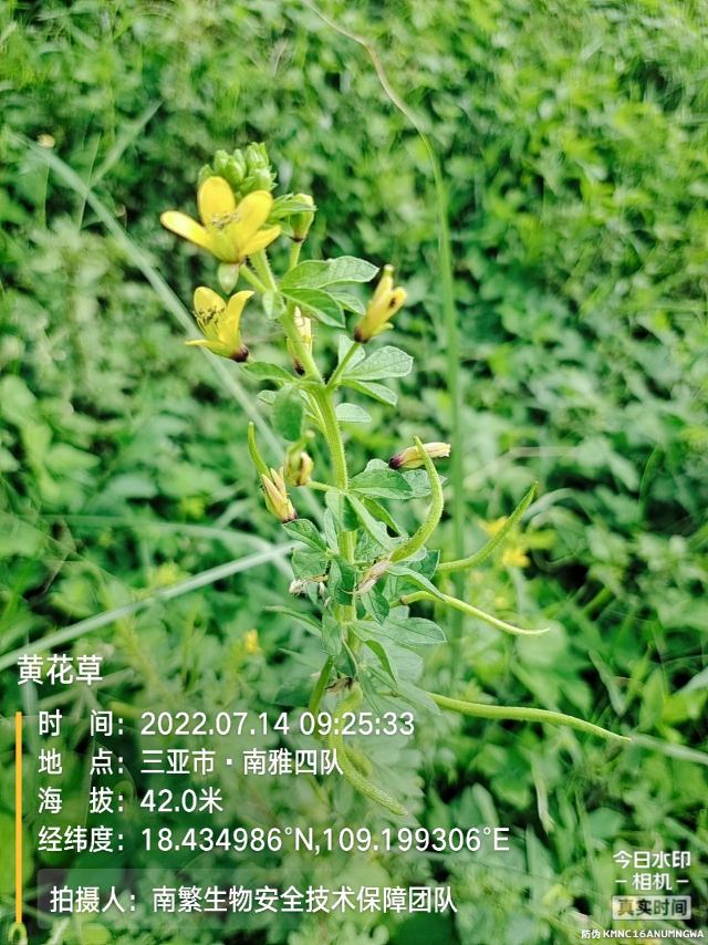 黄花草