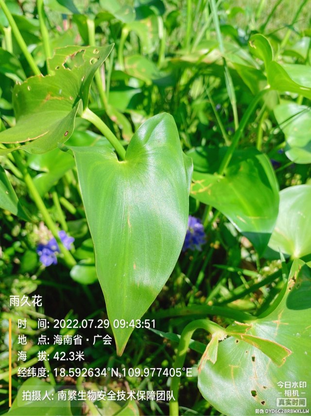 雨久花