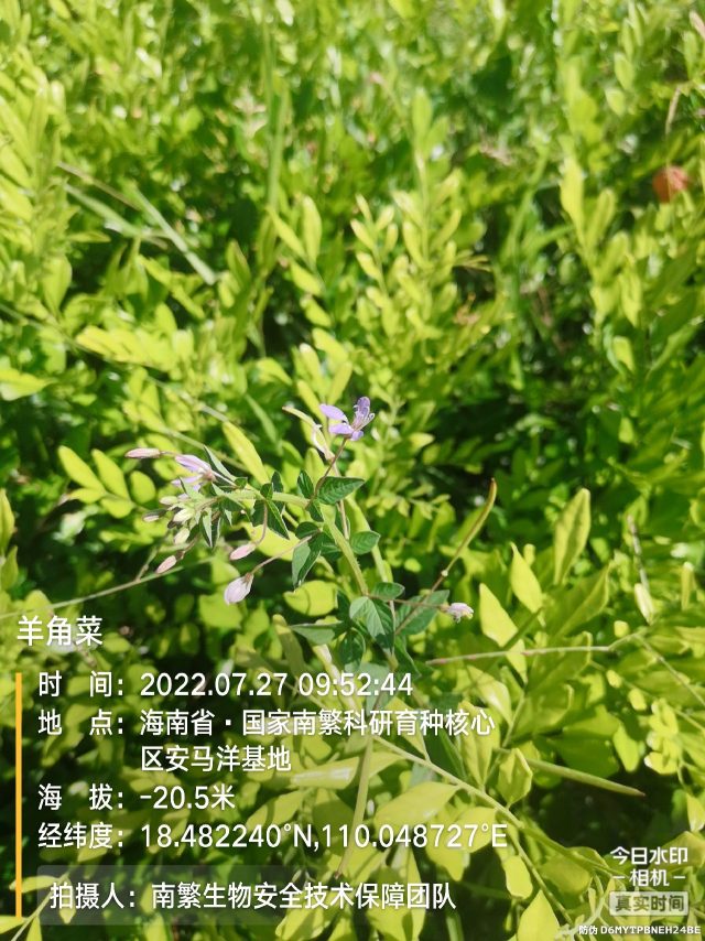 羊角菜