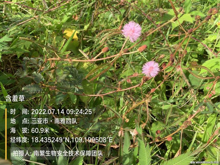 含羞草
