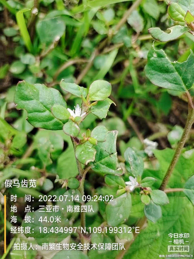假马齿苋