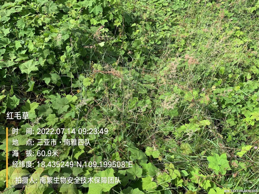 红毛草