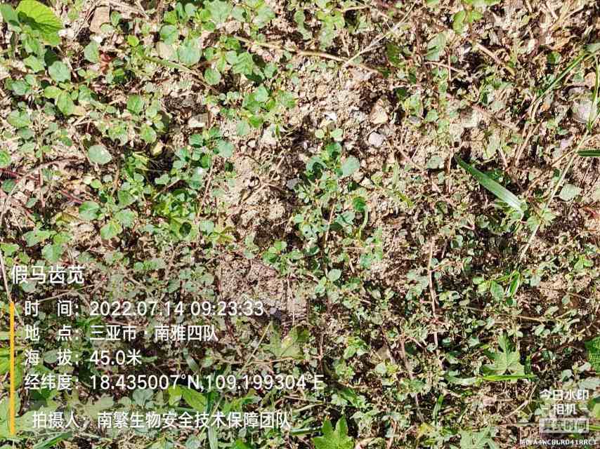 假马齿苋
