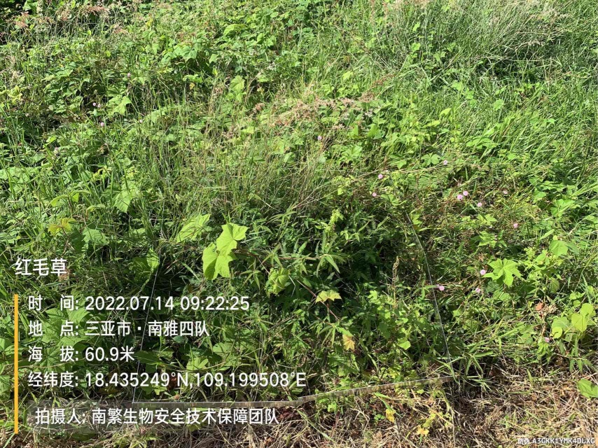 红毛草