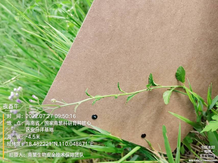 夜香牛