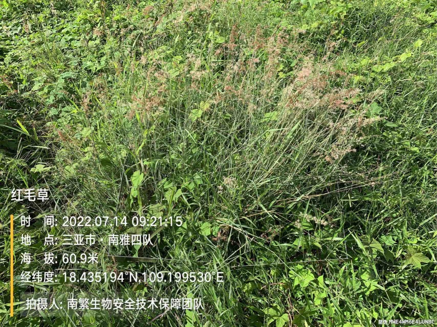 红毛草