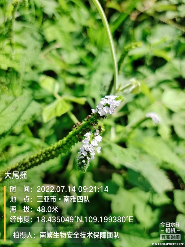 大尾摇