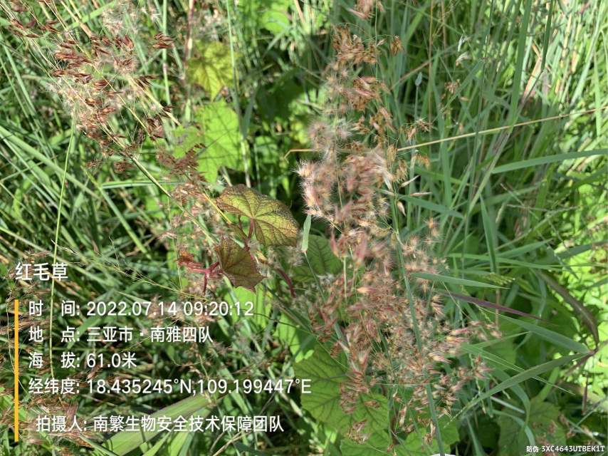 红毛草