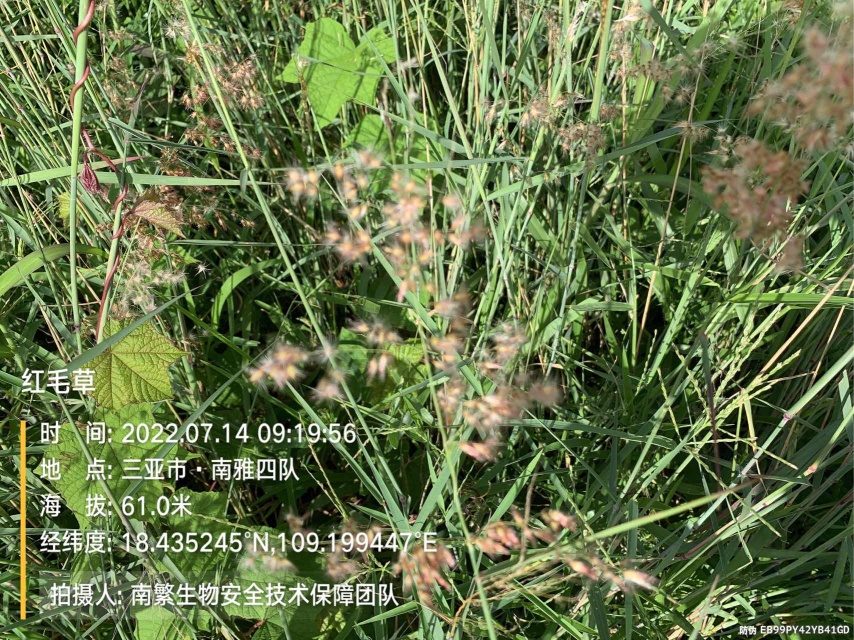 红毛草