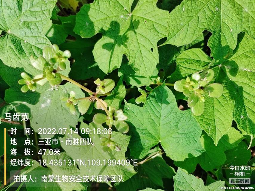 马齿苋