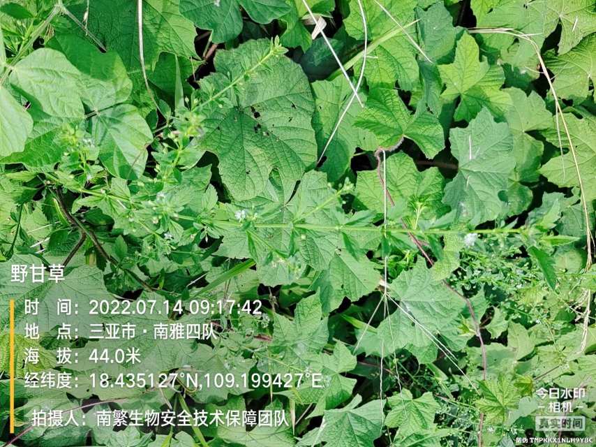 野甘草
