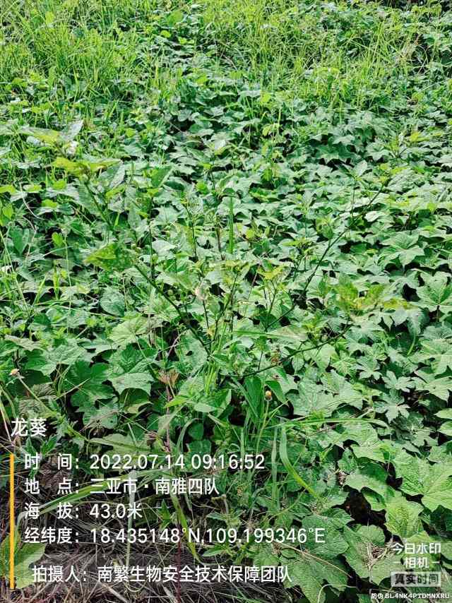龙葵