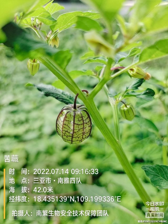 苦蘵