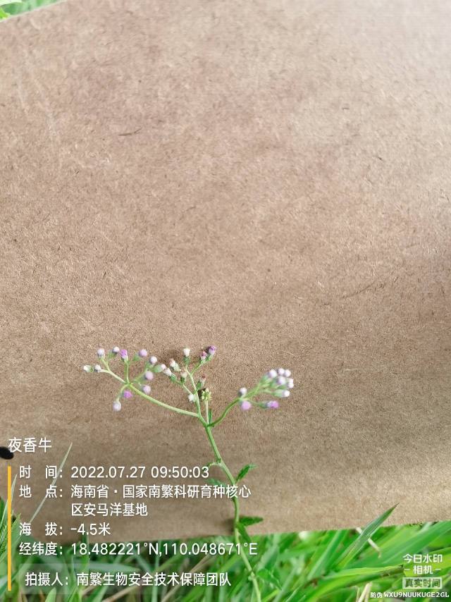 夜香牛