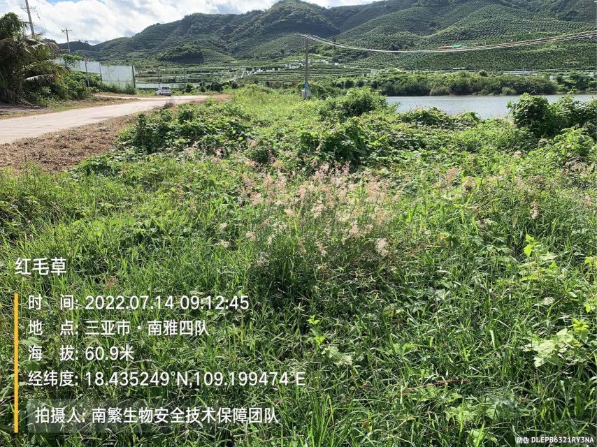 红毛草