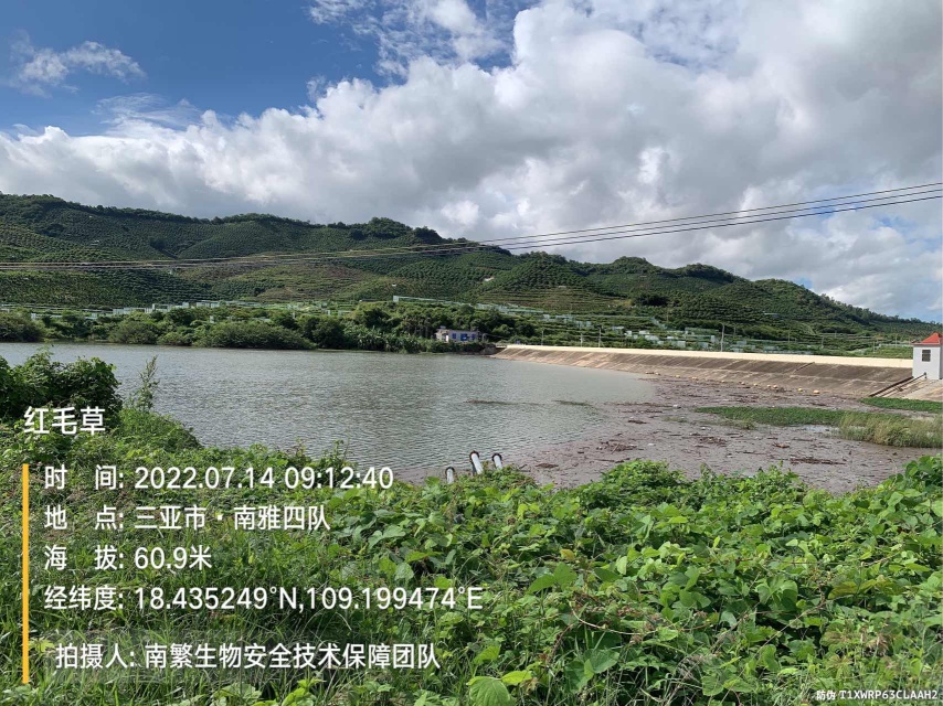 红毛草