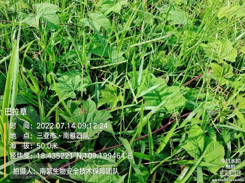 巴拉草
