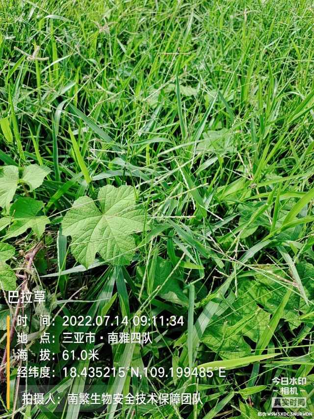 巴拉草