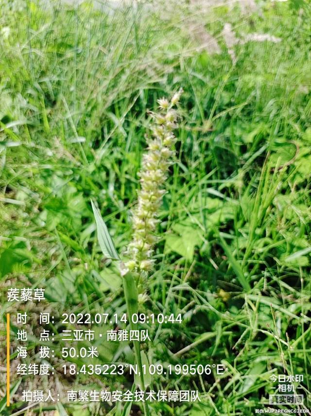 蒺藜草