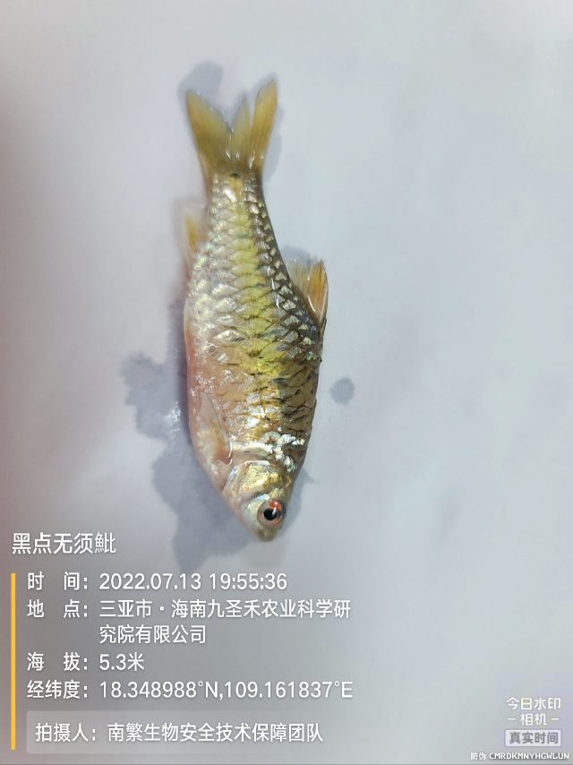 黑点无须魮