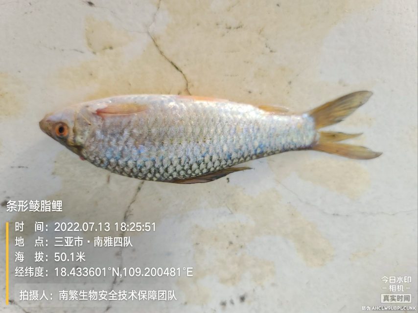 条形鲮脂鲤