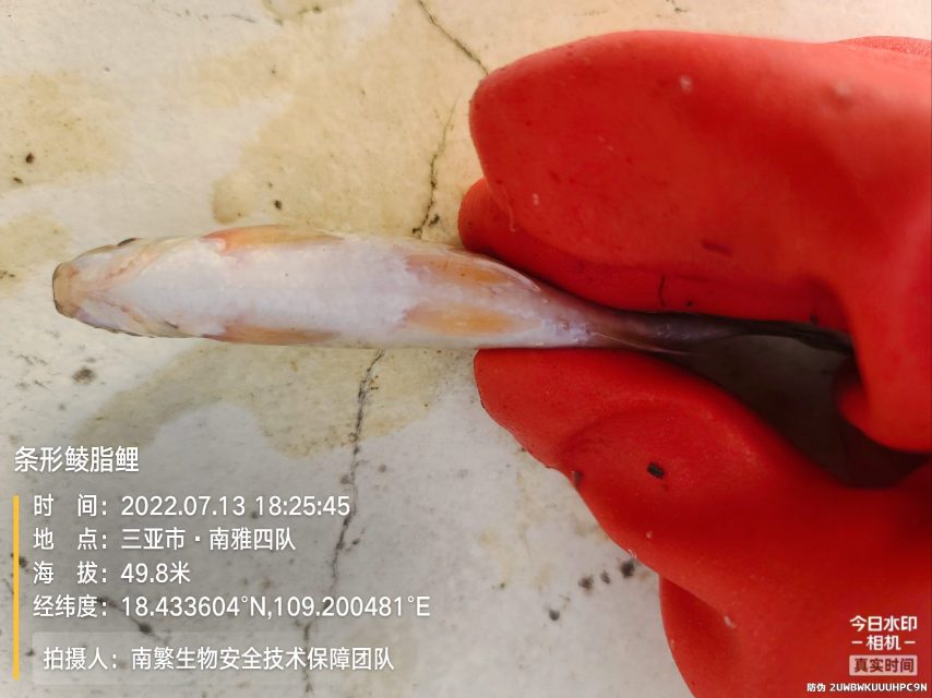 条形鲮脂鲤