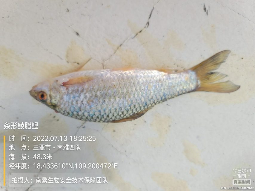 条形鲮脂鲤