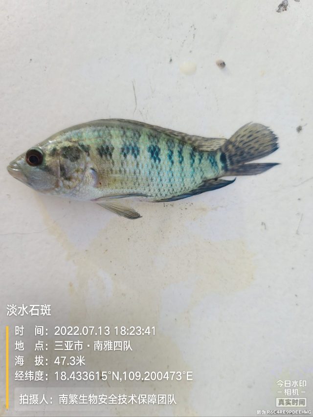 淡水石斑