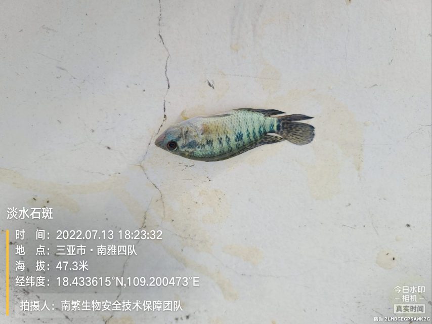 淡水石斑