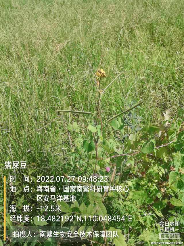 猪屎豆