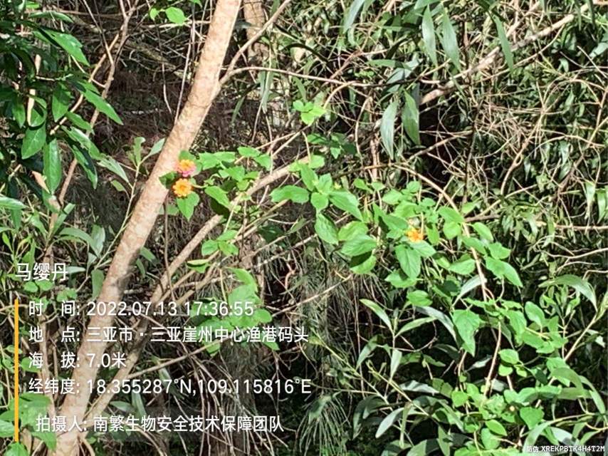 马缨丹