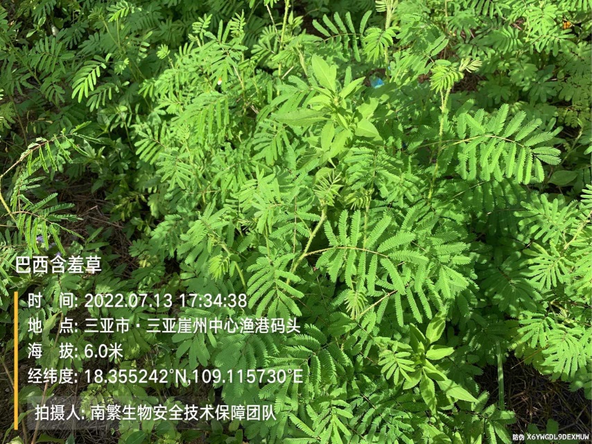 巴西含羞草