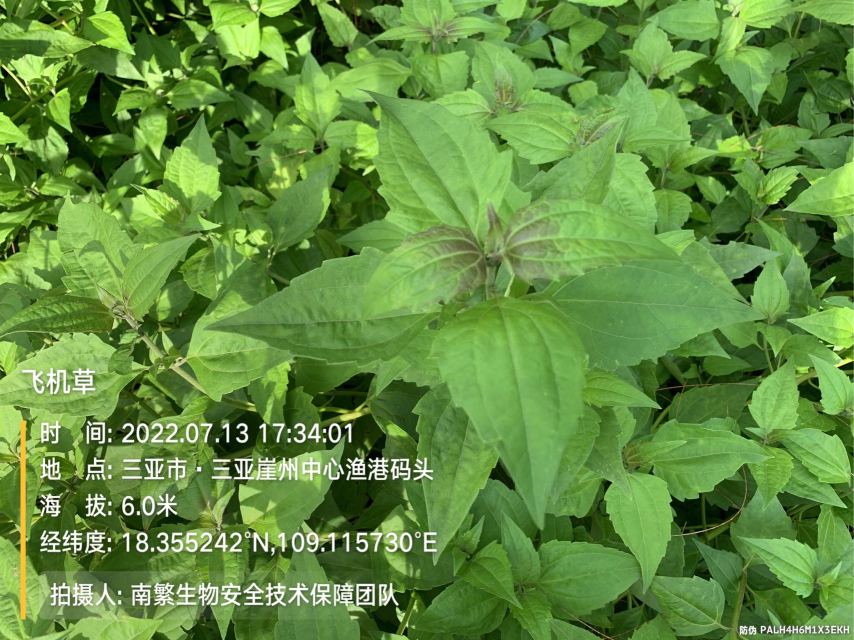 飞机草