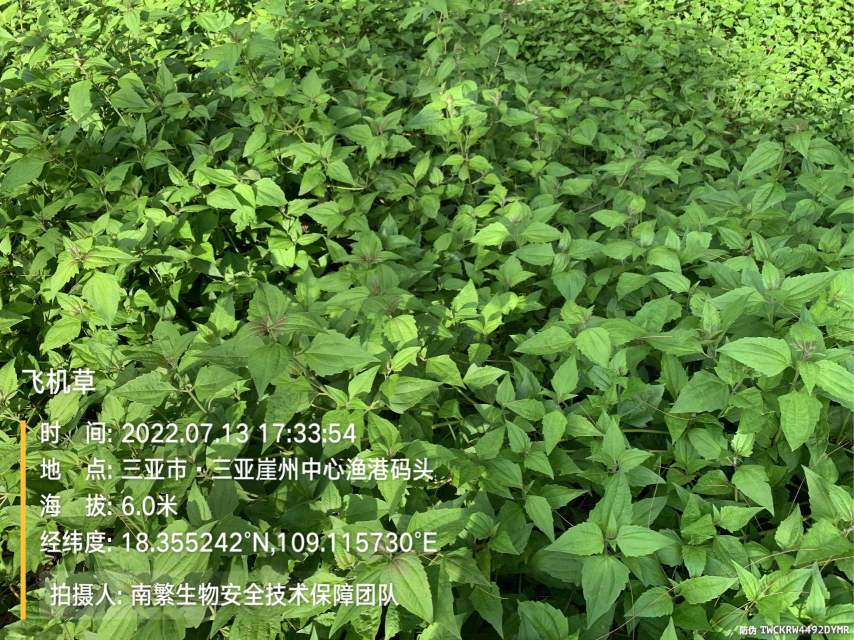 飞机草